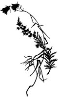 CGA51009.TIF