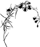 CGA51008.TIF