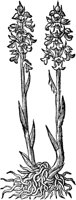 CGA50984.TIF