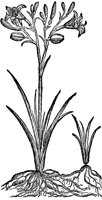 CGA50982.TIF