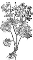 CGA50981.TIF