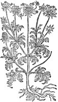 CGA50980.TIF