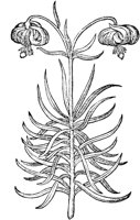 CGA50979.TIF
