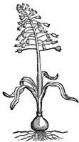 CGA50978.TIF