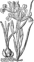 CGA50977.TIF