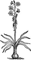 CGA50975.TIF