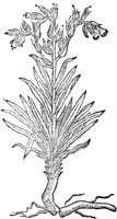 CGA50974.TIF