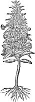 CGA50973.TIF