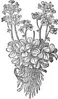 CGA50971.TIF