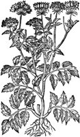 CGA50970.TIF