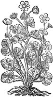 CGA50968.TIF