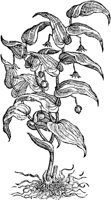 CGA50964.TIF