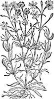 CGA50962.TIF