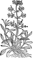 CGA50960.TIF