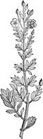 CGA50959.TIF