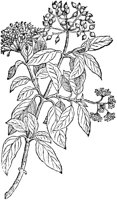 CGA50958.TIF