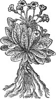 CGA50955.TIF