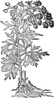 CGA50954.TIF