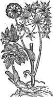 CGA50953.TIF