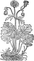 CGA50952.TIF