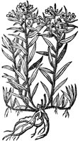 CGA50950.TIF