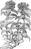 CGA50949.TIF