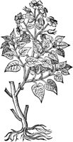 CGA50948.TIF