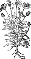 CGA50947.TIF