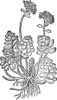 CGA50945.TIF