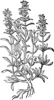 CGA50942.TIF