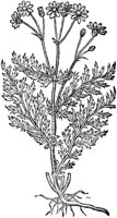 CGA50941.TIF