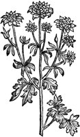 CGA50940.TIF