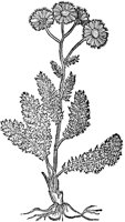 CGA50939.TIF