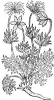 CGA50937.TIF
