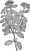 CGA50935.TIF