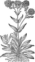 CGA50934.TIF