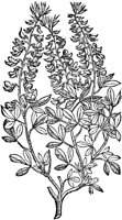 CGA50933.TIF