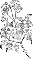 CGA50930.TIF