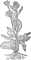 CGA50929.TIF