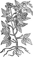 CGA50913.TIF