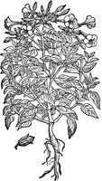 CGA50912.TIF