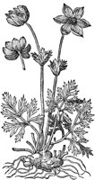 CGA50911.TIF