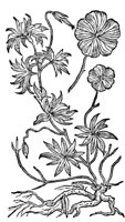 CGA50907.TIF