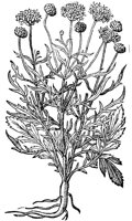 CGA50901.TIF