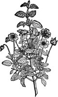 CGA50897.TIF