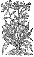 CGA50895.TIF