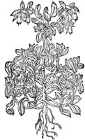 CGA50893.TIF