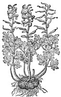 CGA50888.TIF