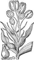 CGA50886.TIF