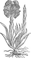 CGA50885.TIF